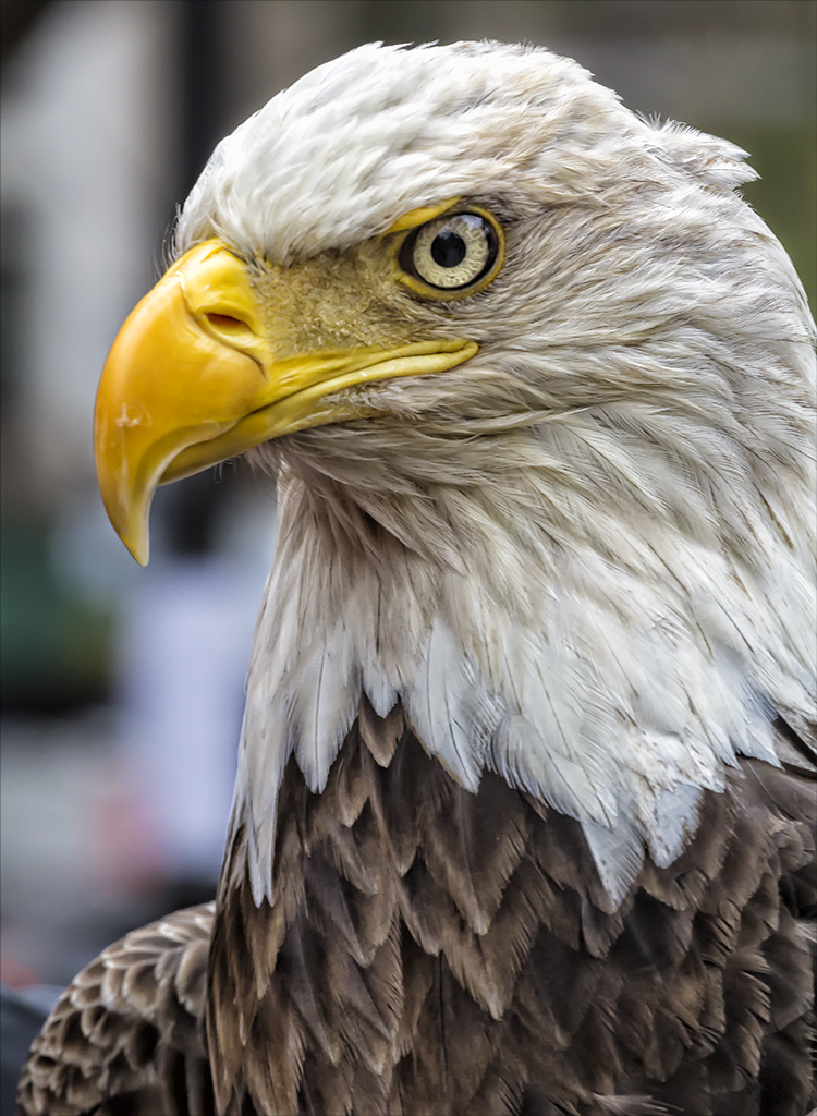 Challenger the Bald Eagle